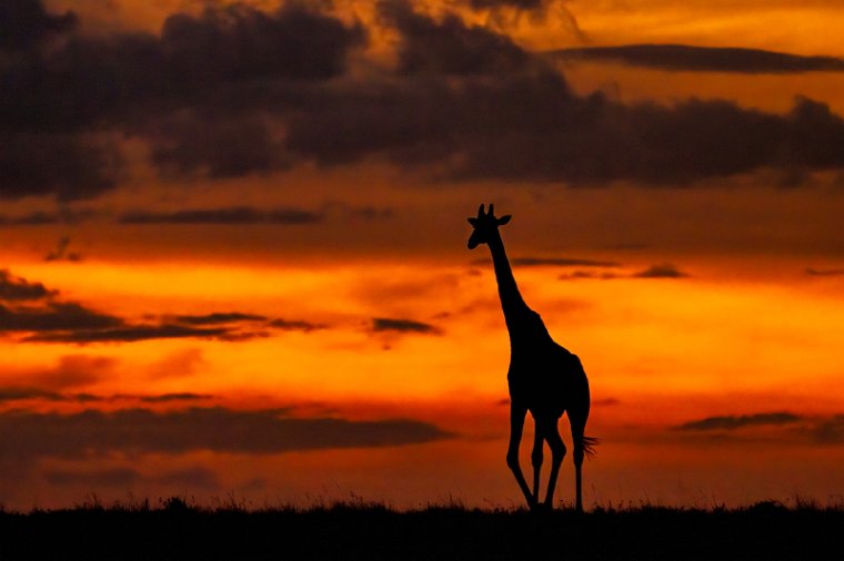 023 Masai Mara.jpg